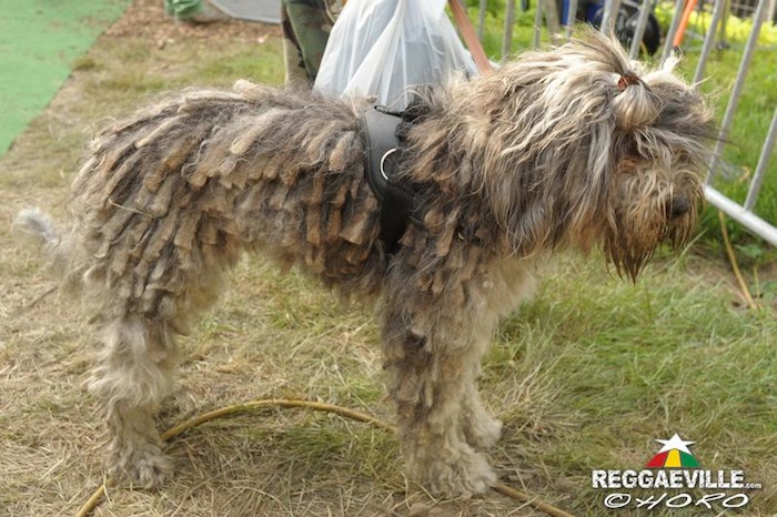 Impressions @ Reggae Jam 2014