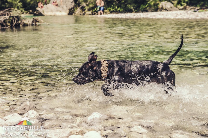 Vibes @ OverJam Reggae Festival 2016