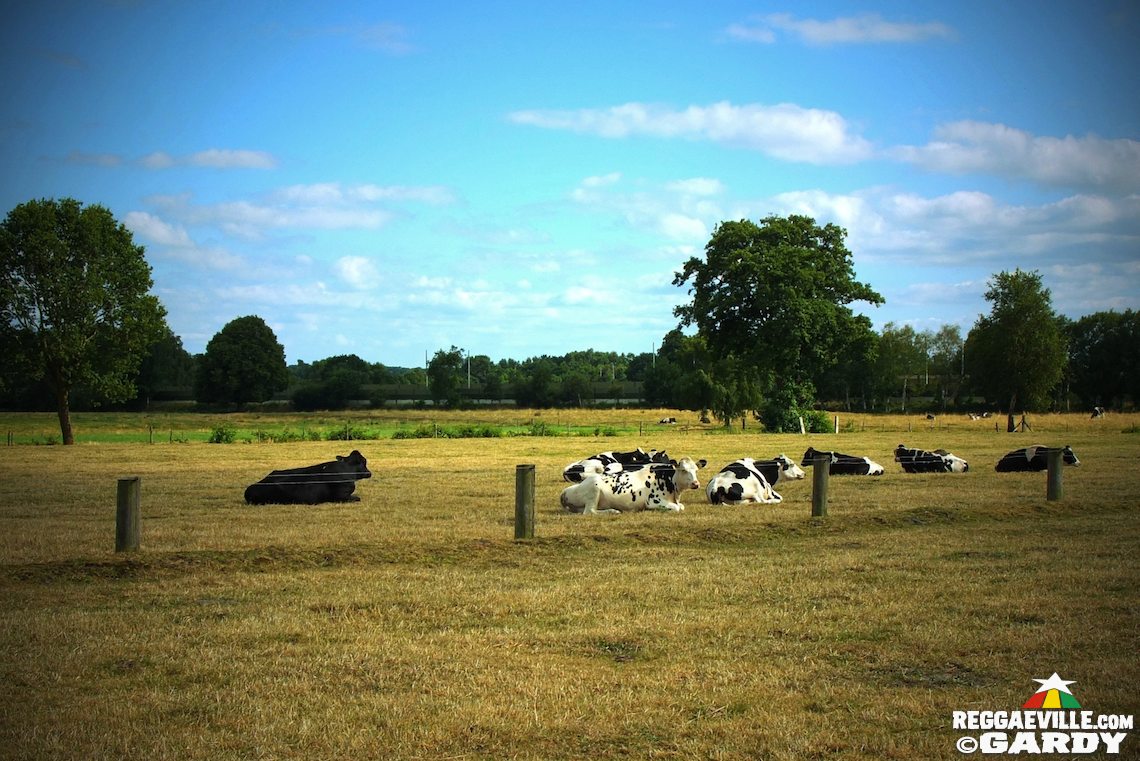 Luciano, Ranking Joe, Dr. Ring Ding and more...