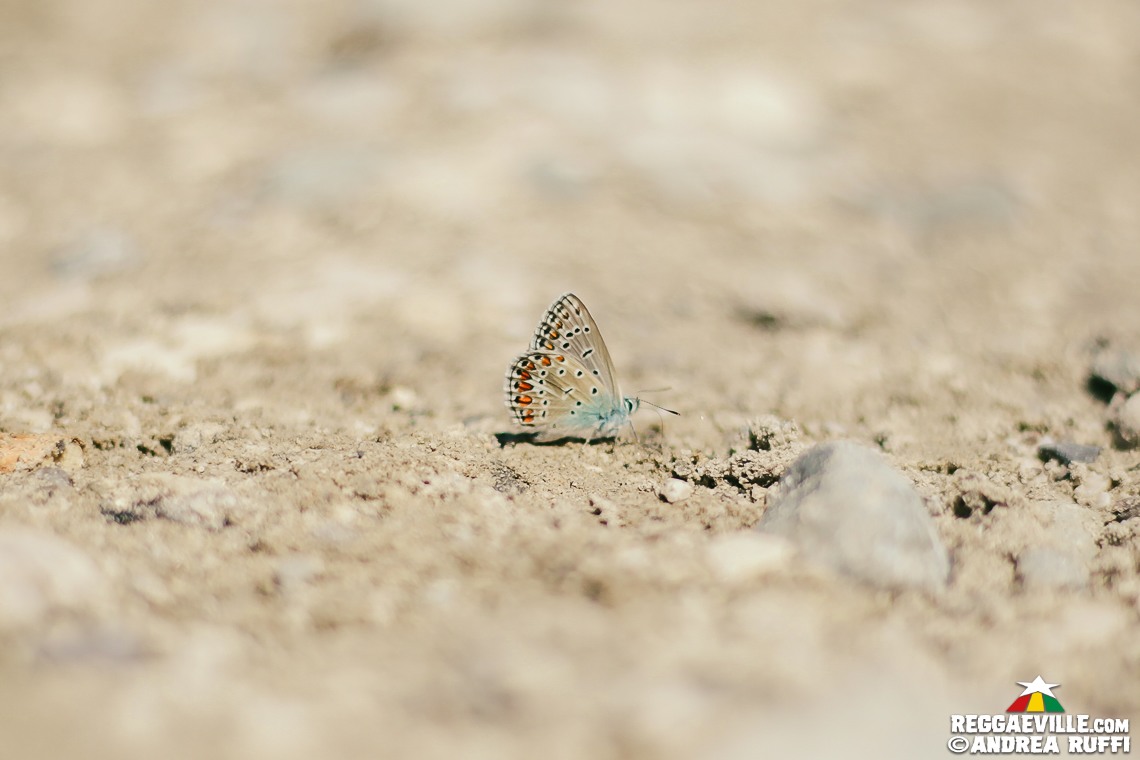 Don Carlos, Medial Banana, Ward 21 @ OverJam Reggae Festival 2017