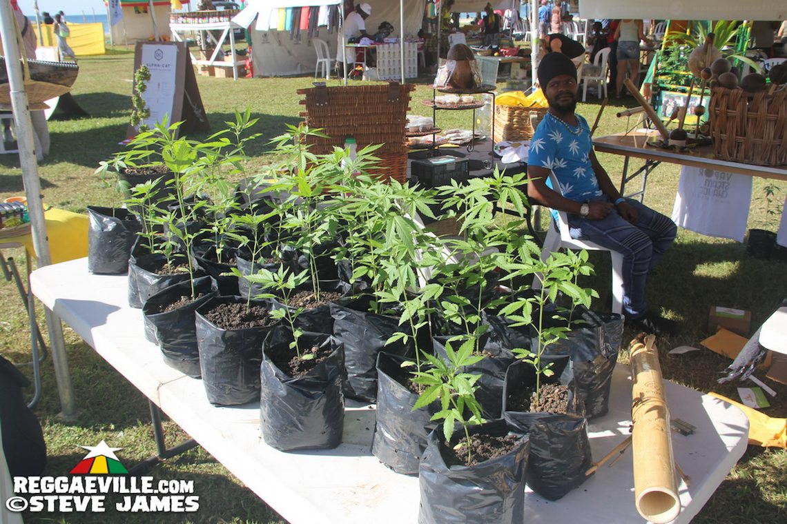Rastafari Rootz Fest - Ganjamaica Cup in Negril, Jamaica 2016