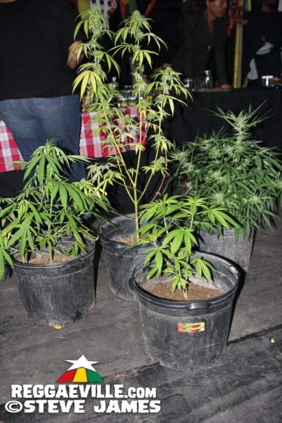 Backstage & Herb Curb