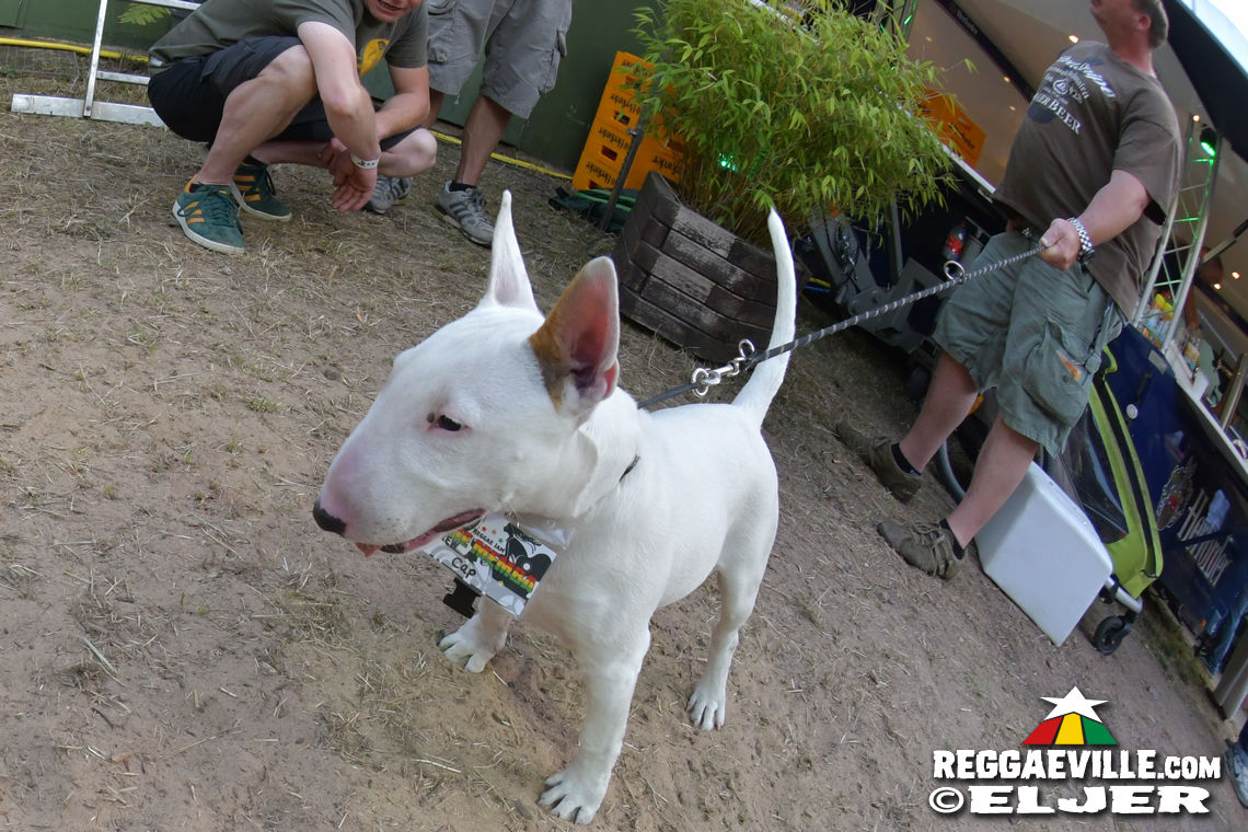 Festival Impressions