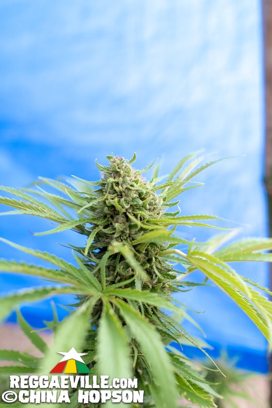 Lee Scratch Perry, Half Pint, Aza Lineage