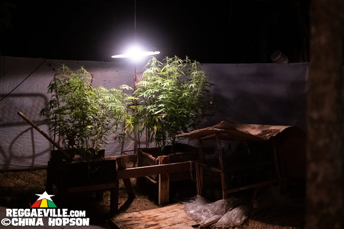 Lee Scratch Perry, Half Pint, Aza Lineage