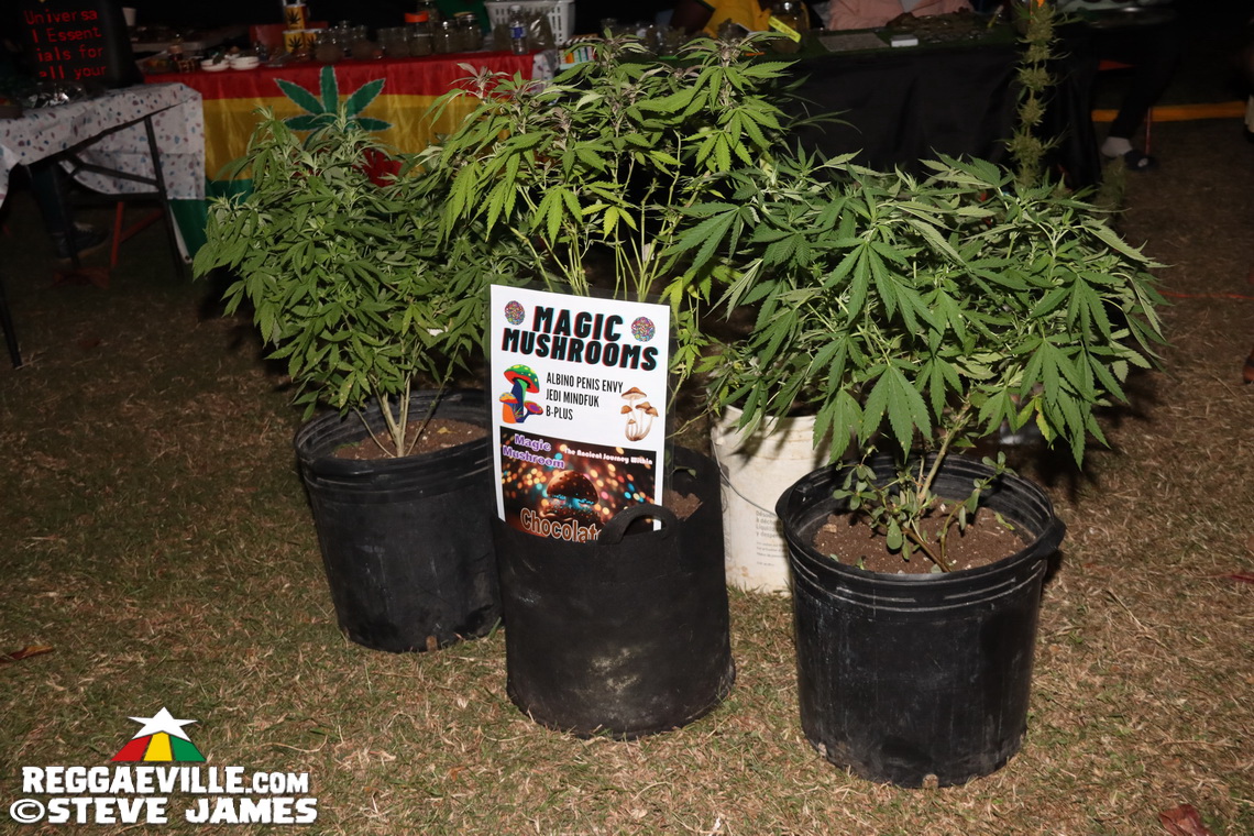 Errol Dunkley, Johnny Clarke, Josey Wales, Echo Minott